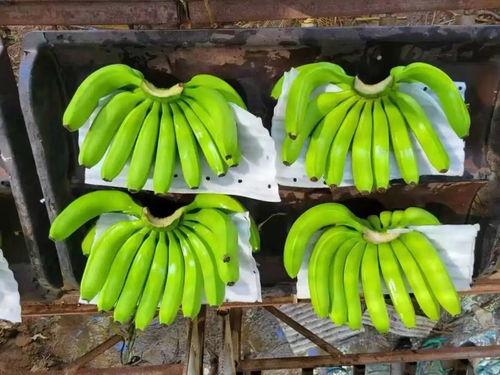 国产在线大香蕉,揭秘国内热门影视平台背后的故事